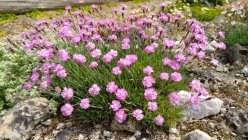 Dianthus 'Pink Jewel' Nelk